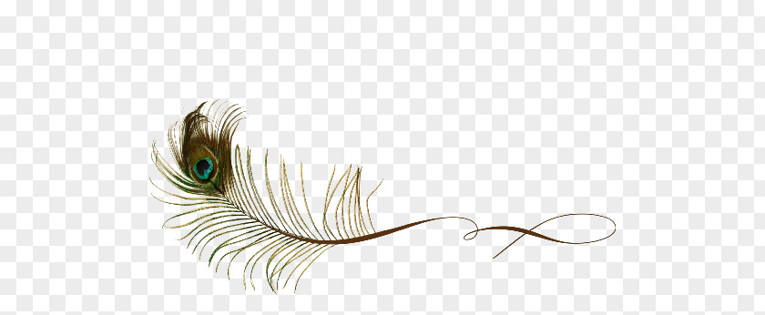 Feather Peafowl Clip Art PNG