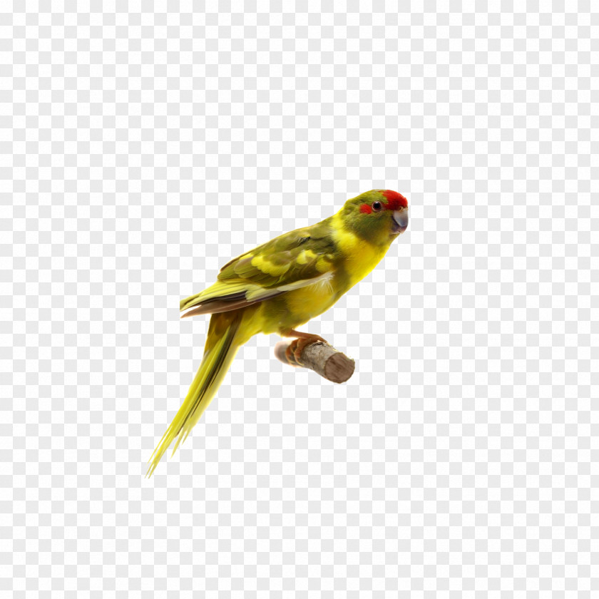 Parrot Lovebird Parakeet PNG