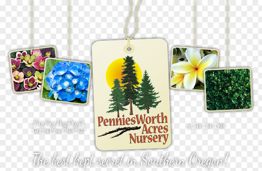Tree Penniesworth Acres Nursery Deodar Cedar Evergreen Coast Redwood PNG