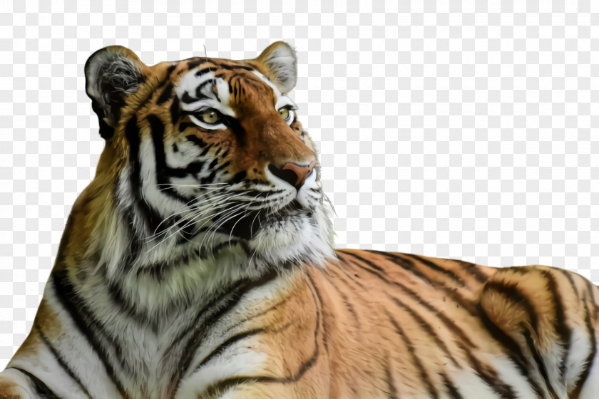 Whiskers Terrestrial Animal Tiger Wildlife Bengal Siberian PNG