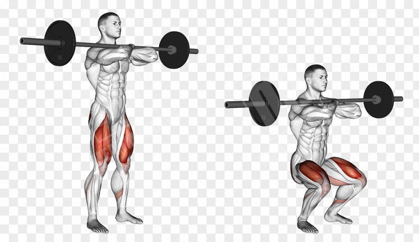 Barbell Squat Exercise Weight Training Vastus Medialis PNG