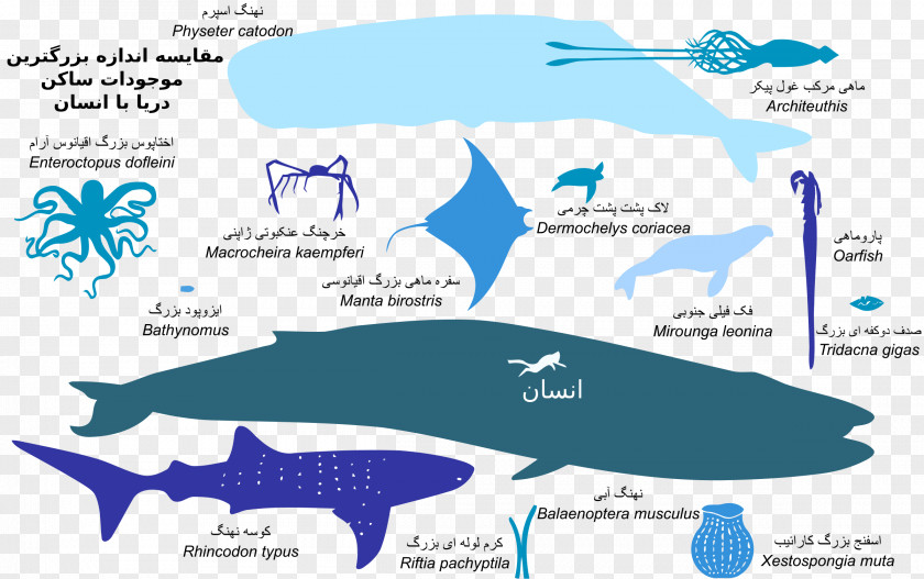 Shark Jellyfish Ocean Deep Sea Creature Animal PNG