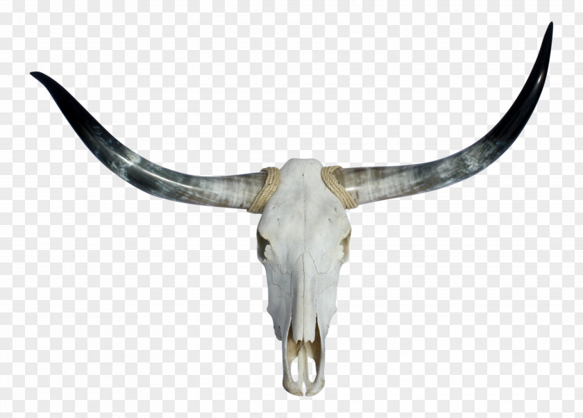 Skull Texas Longhorn English PNG