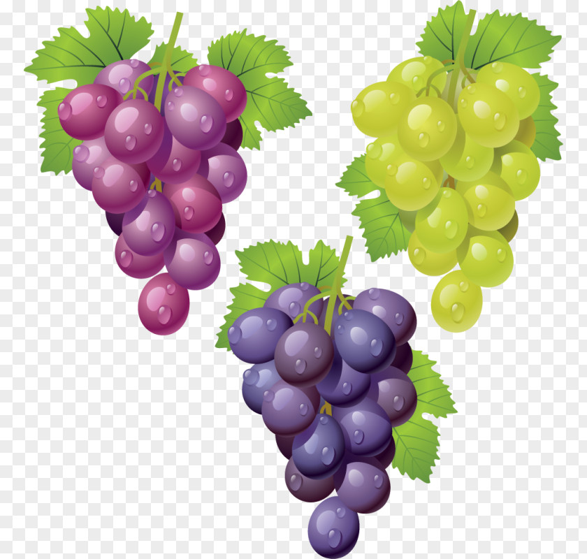 Wine Common Grape Vine Clip Art PNG