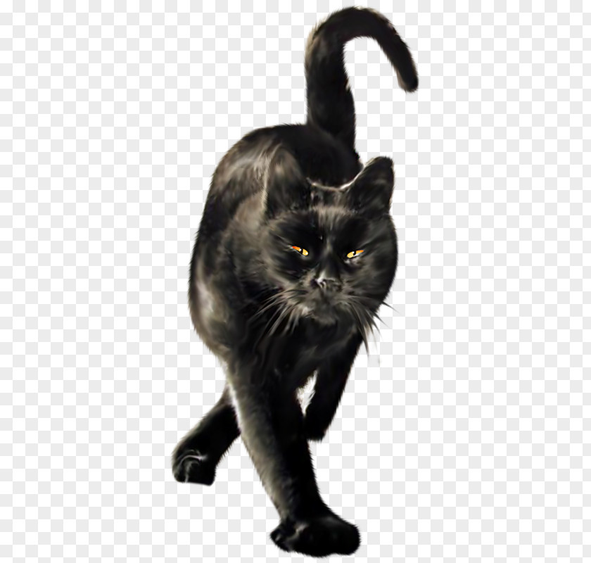 Cat Black Wildcat Domestic Short-haired Le Chat Noir PNG
