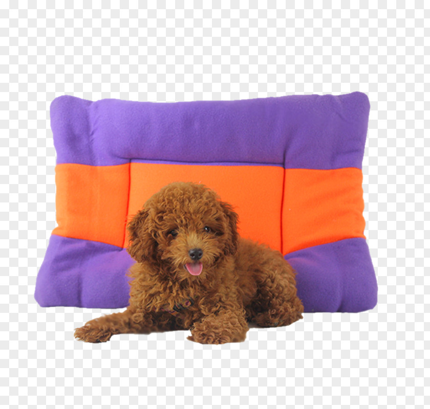 Dog And Mat Toy Poodle Miniature Schnoodle Cavapoo Cockapoo PNG