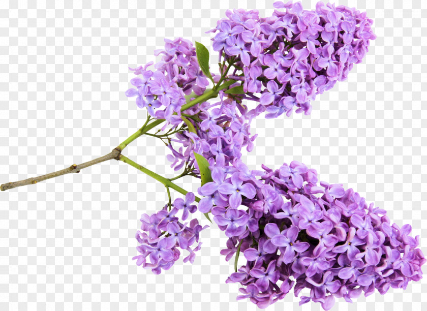 Lilac Flower Clip Art PNG