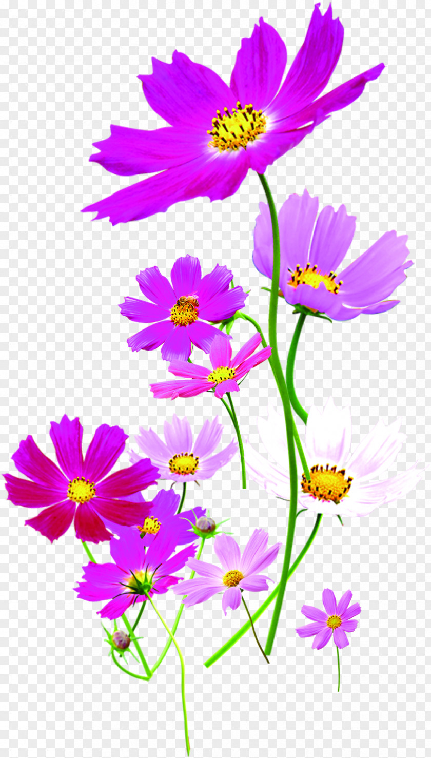 Material Chinese Purple Wild Chrysanthemum Euclidean Vector Near-sightedness PNG