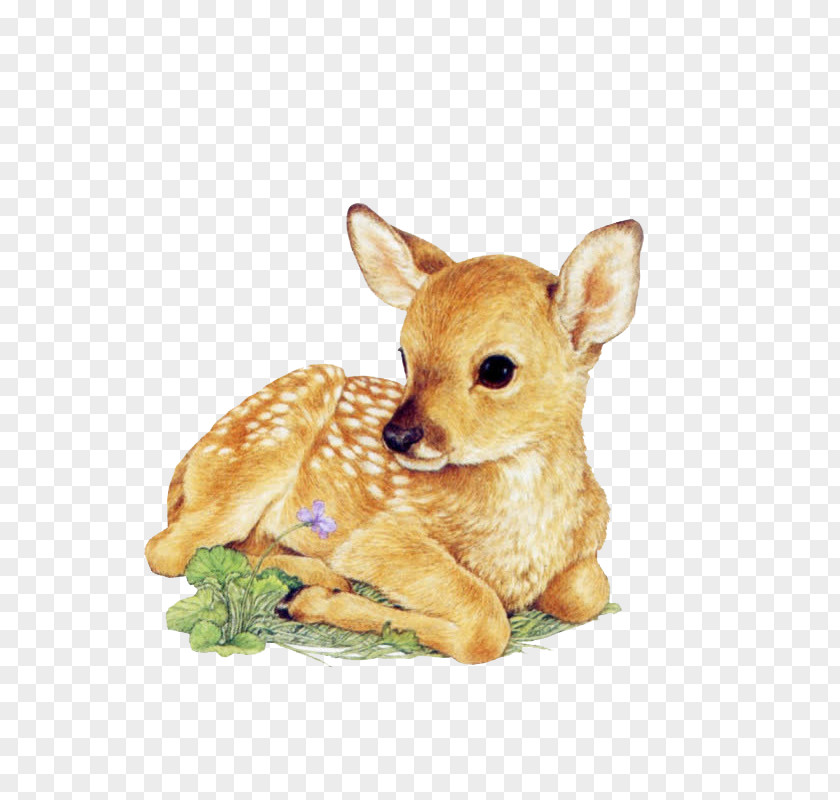 Deer Red Drawing White-tailed Infant PNG