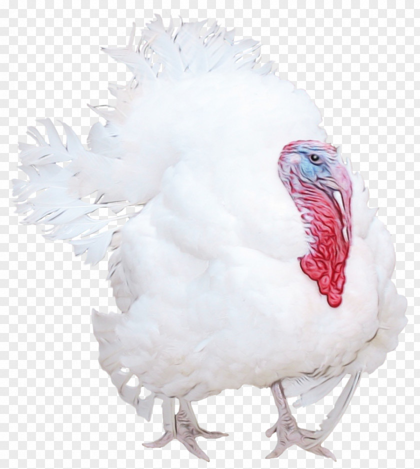 Feather Beak PNG