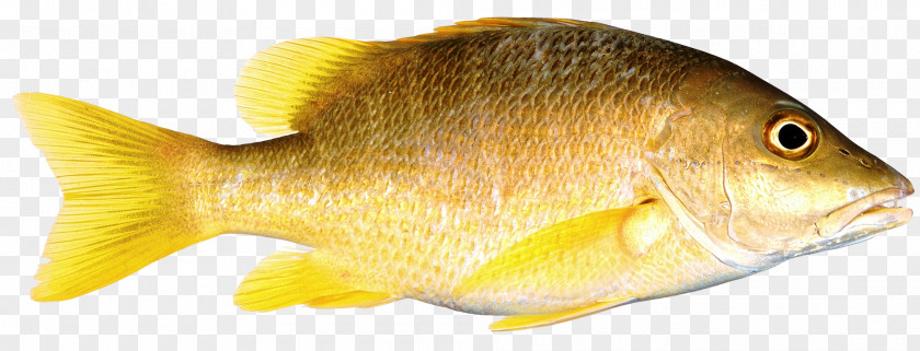 Fish As Food PNG