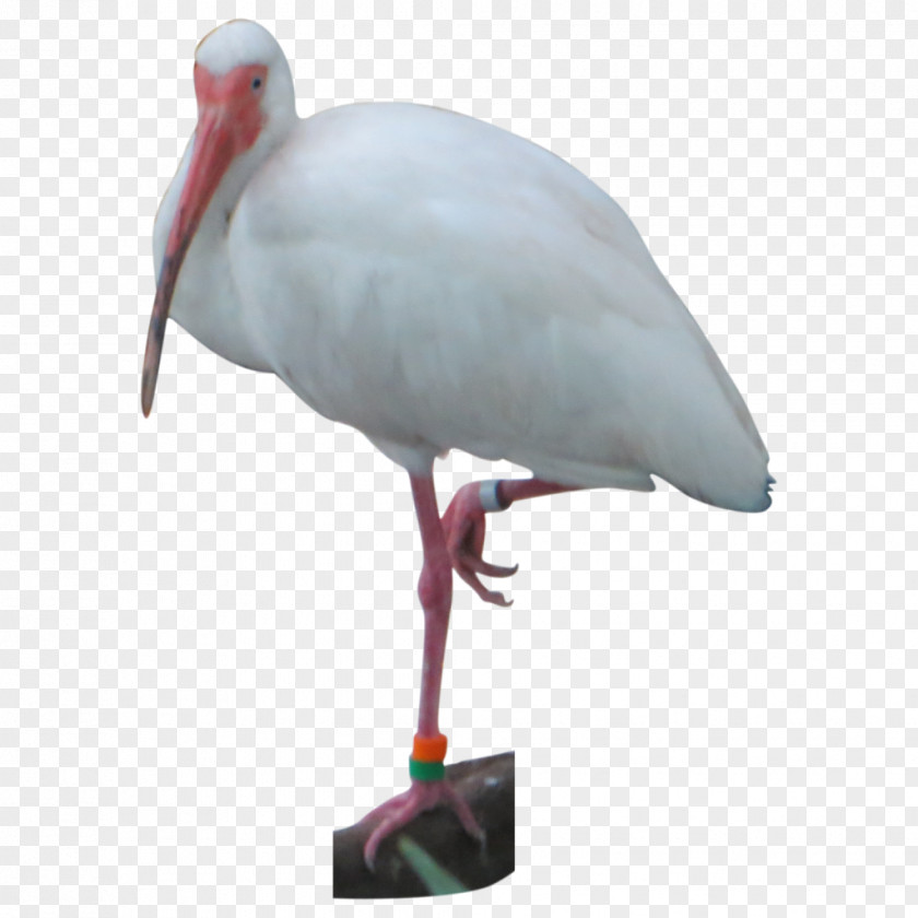 Island Cutout Download White Stork Bird Pelican Crane Ibis PNG