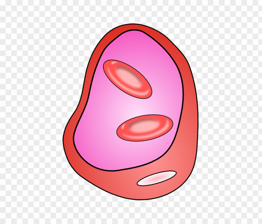 Blood Red Cell Vessel Clip Art PNG