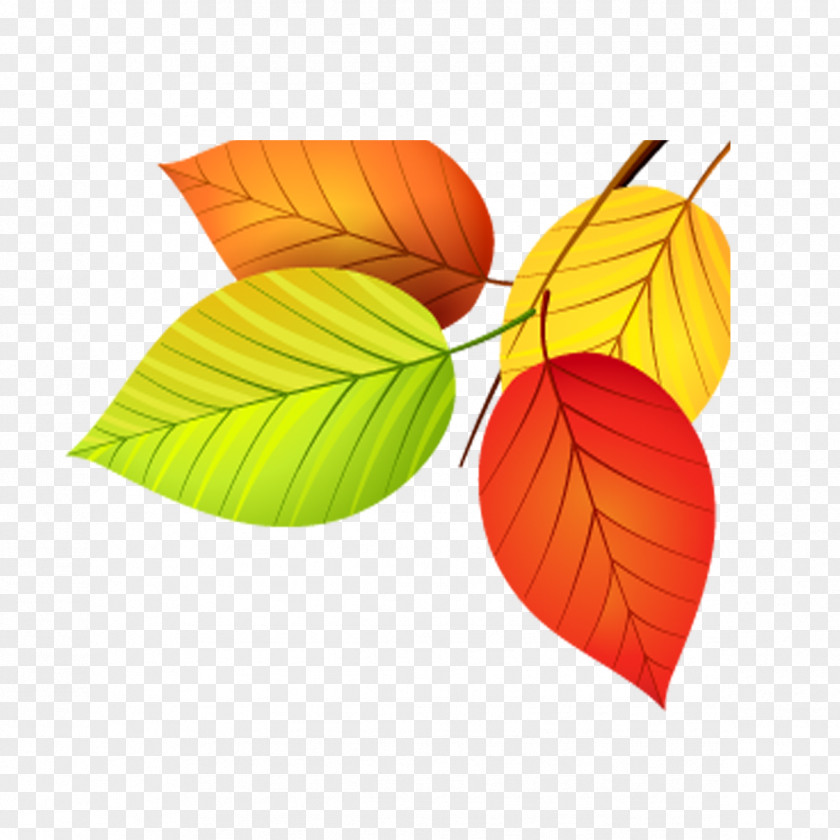 Colorful Leaves Autumn Leaf Color Euclidean Vector PNG