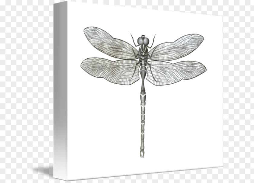 Dragon Fly Insect Imagekind Butterfly Art Black And White PNG