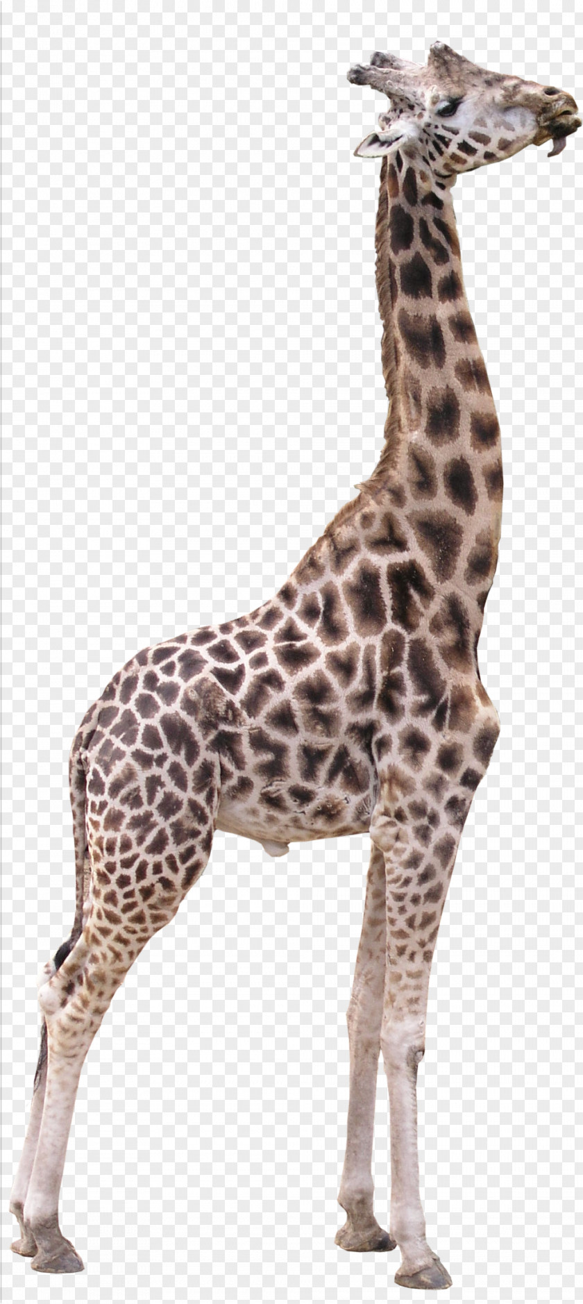 Giraffe Northern 3D Computer Graphics Texture Mapping PNG