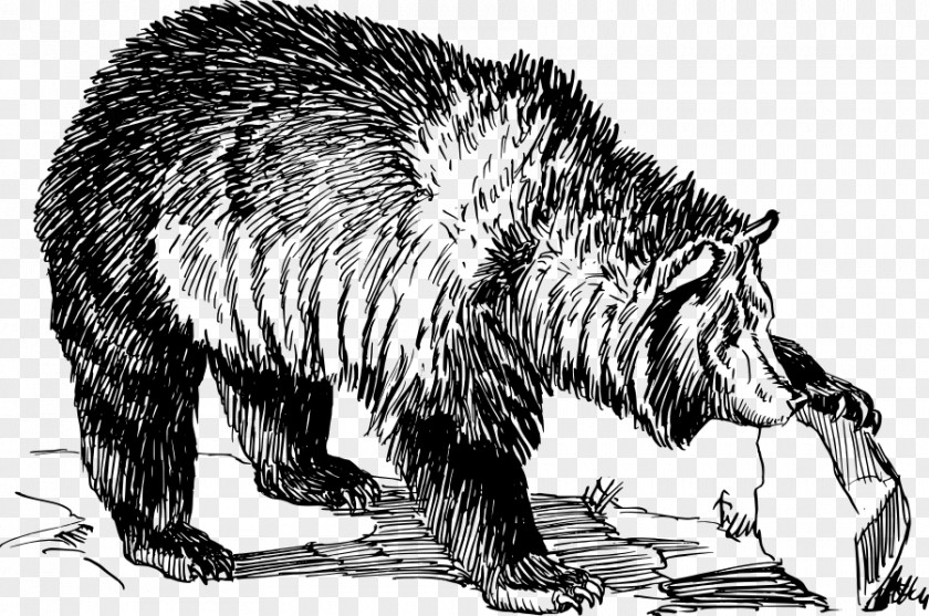 Grizzly Bear Cartoon American Black Drawing Line Art PNG