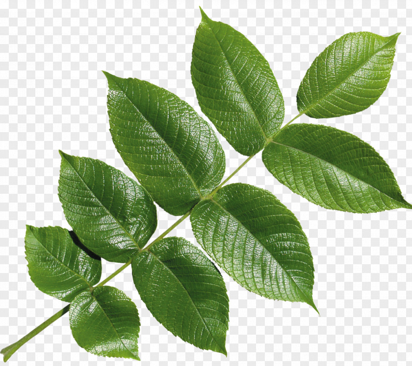 Leaf Raster Graphics PNG