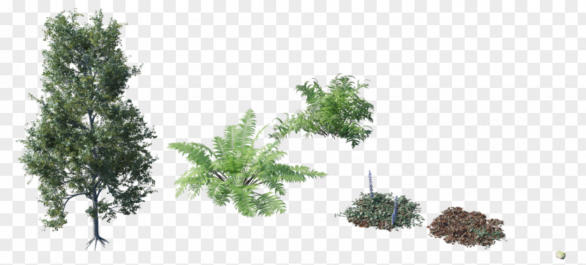 Tree Top Plant Shrub Forest PNG