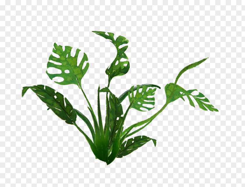 Vascular Plant Arugula Teacher Background PNG