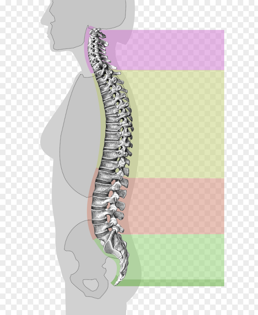 Vertebral Column Thoracic Vertebrae Cervical Spinal Cord PNG