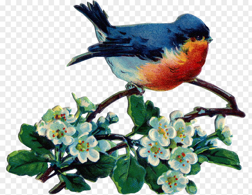 Bird Clip Art PNG