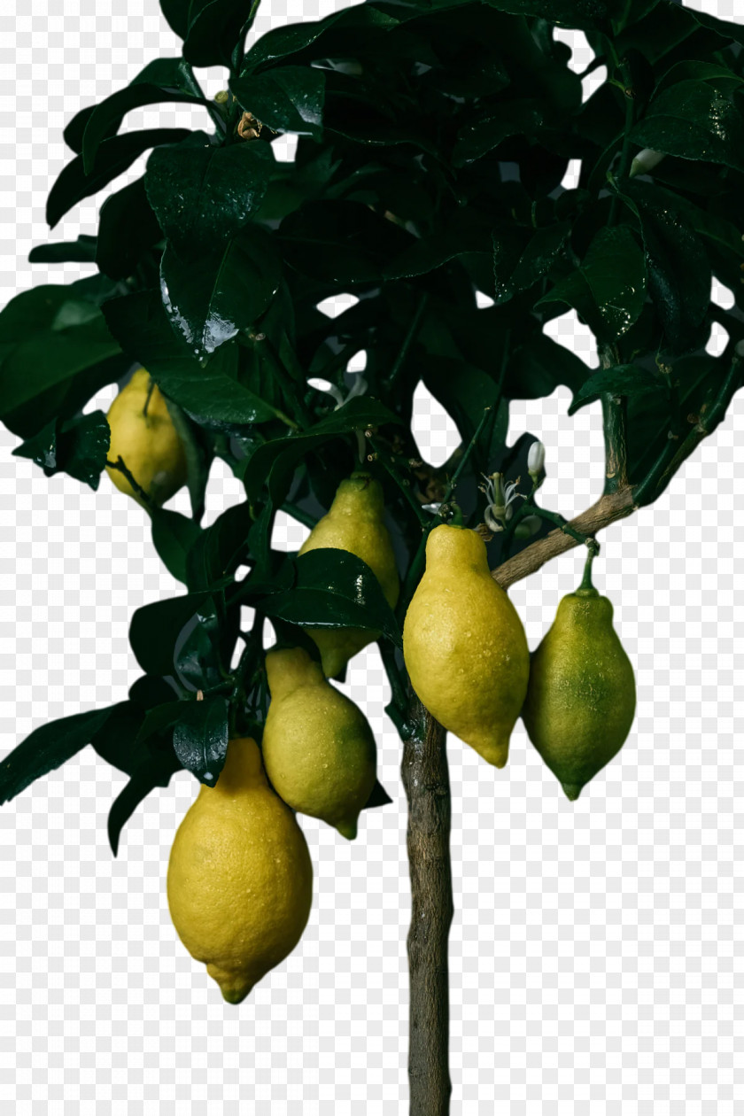 Fruit Tree PNG