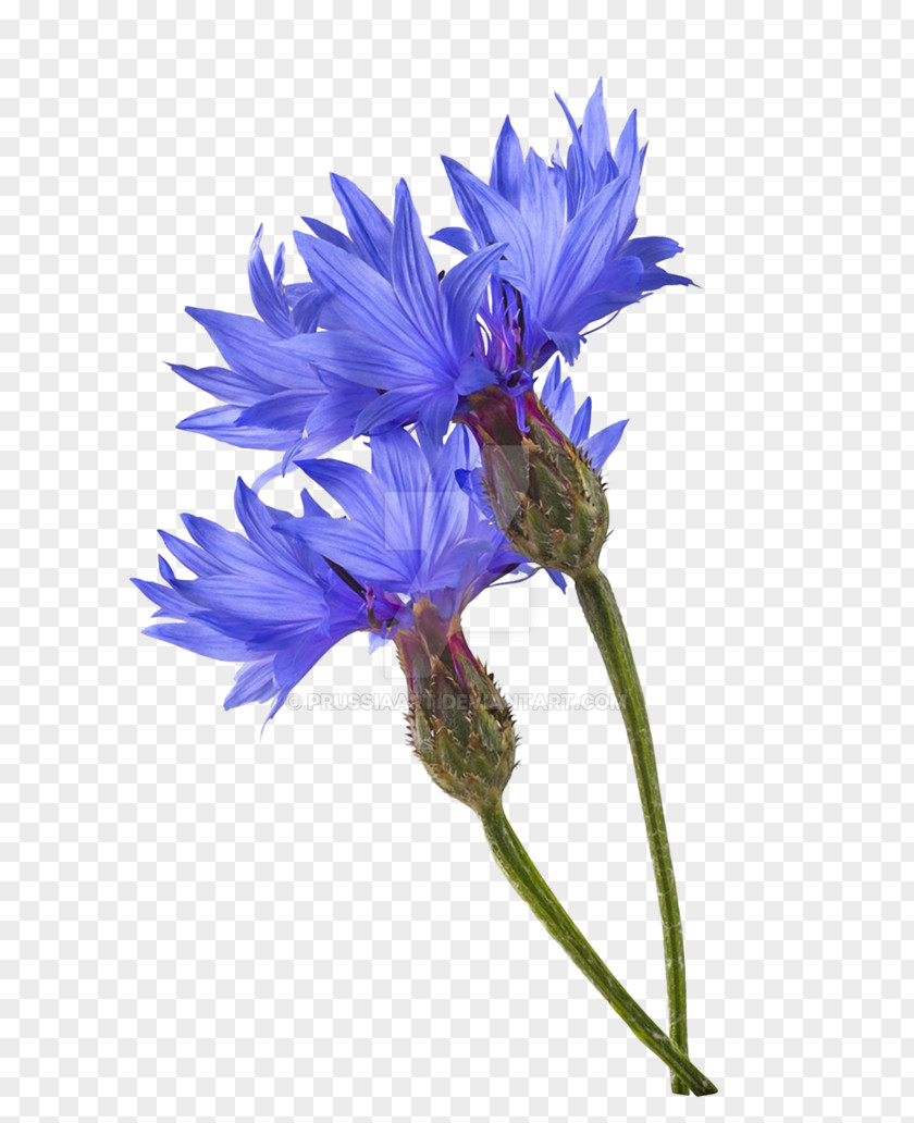Maize Plant Cornflower Blue Photography Flower PNG