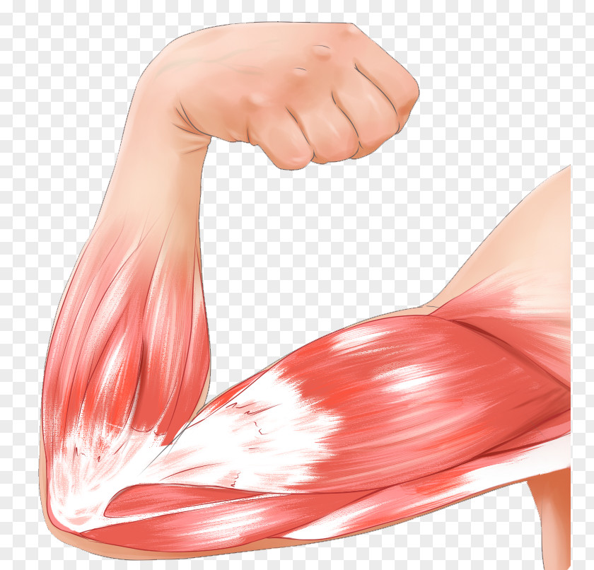 Muscle Contraction Arm Biceps Strain PNG