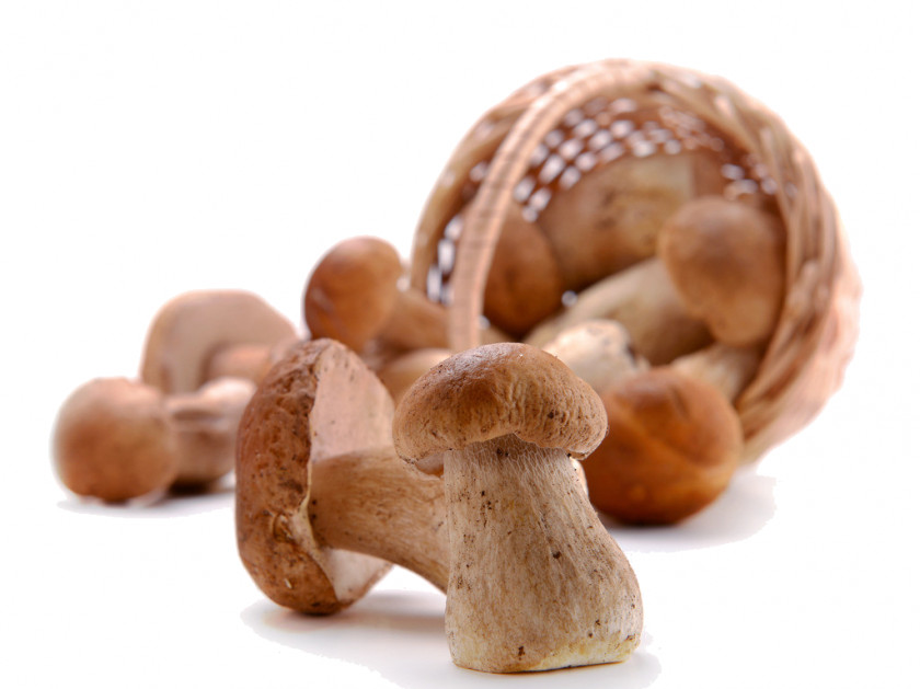Mushroom Shiitake Hericium Erinaceus Edible Fungus PNG