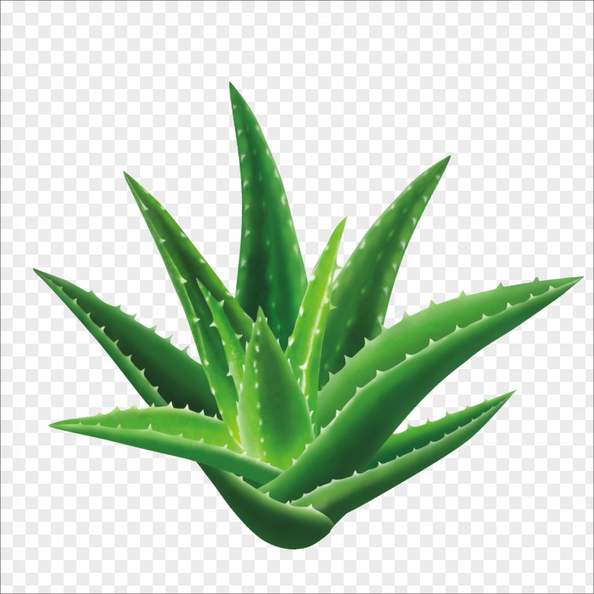 Aloe Vera Seed Leaf Gel Extract PNG
