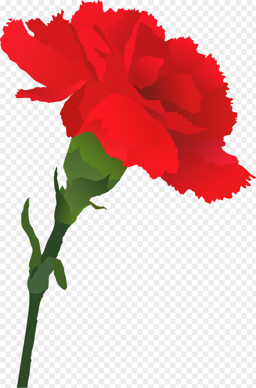 Carnation Drawing Clip Art PNG