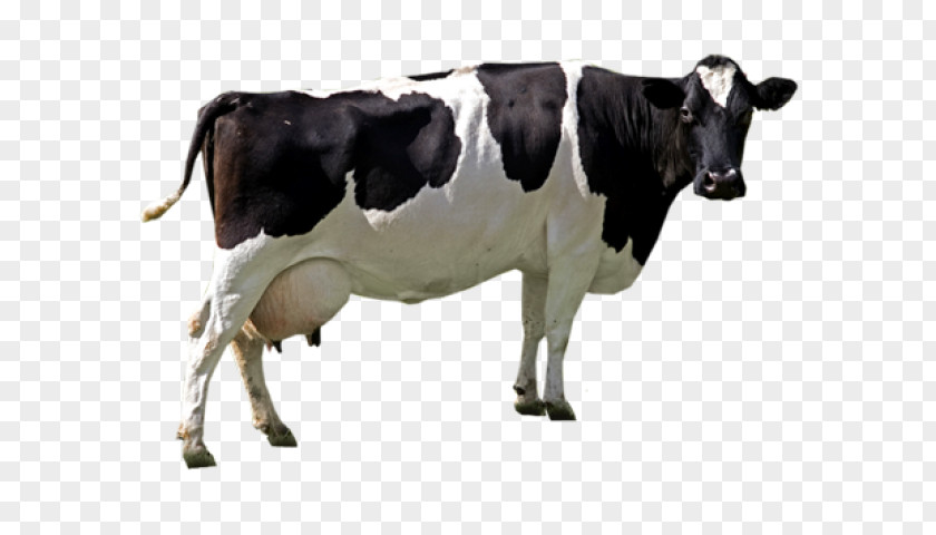 Holstein Friesian Cattle Image Resolution Sticker File Formats PNG