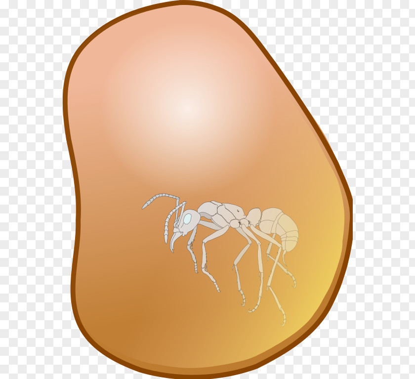 Insect Kilobyte PNG