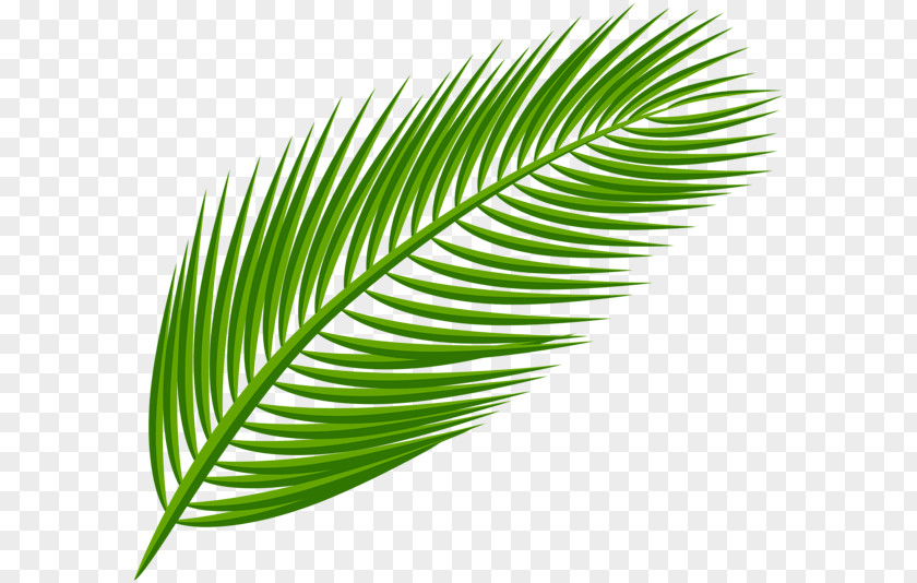 Leaf Arecaceae Palm Branch Palm-leaf Manuscript Clip Art PNG