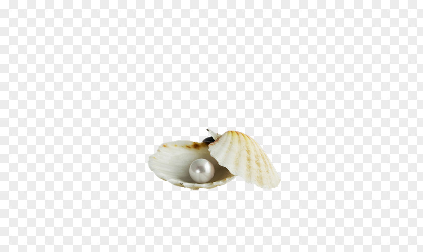 Shell Seashell Margarita Pearl Scallop PNG