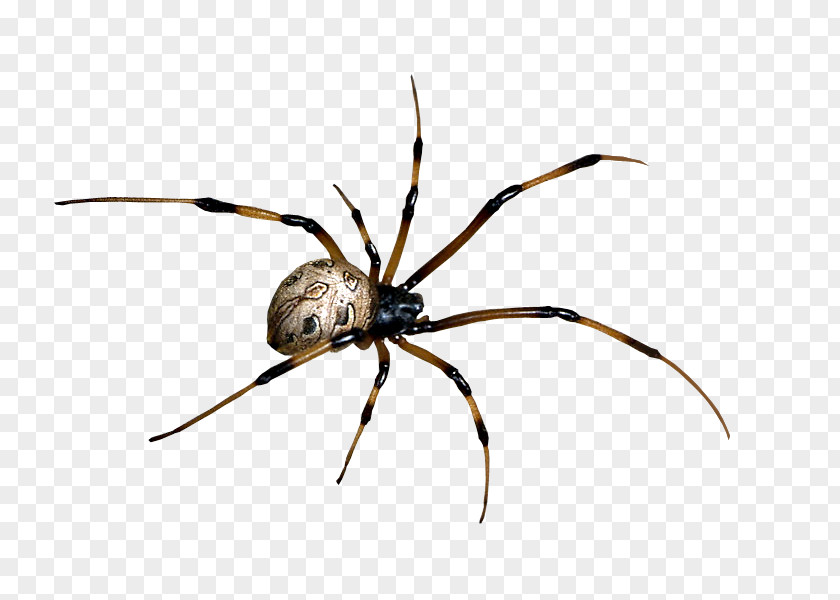Spider Clipart Bite Black House PNG
