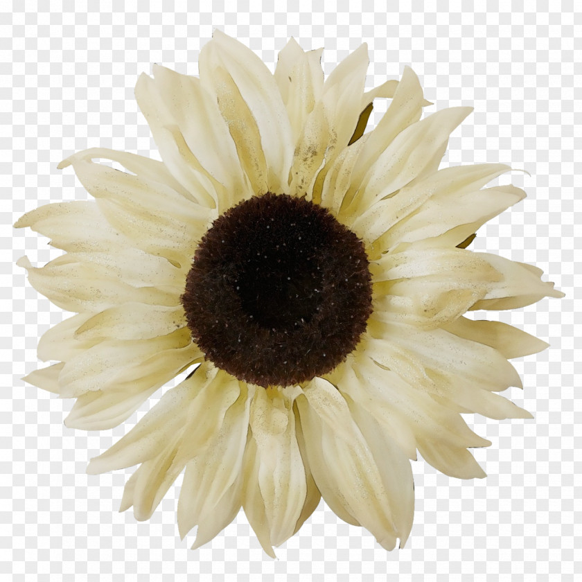Transvaal Daisy Sunflower Seed Cut Flowers Oxeye Petal PNG