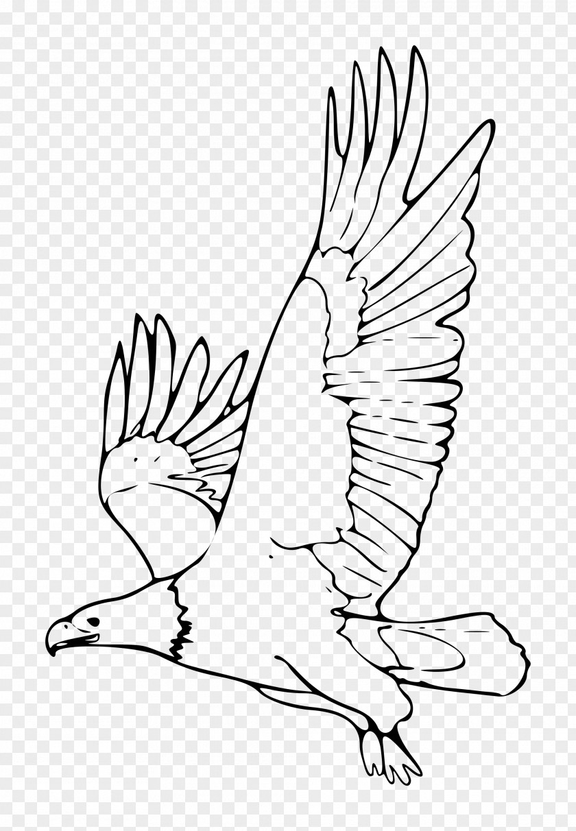 White Eagle Cliparts Bald Black And Black-and-white Hawk-eagle Clip Art PNG