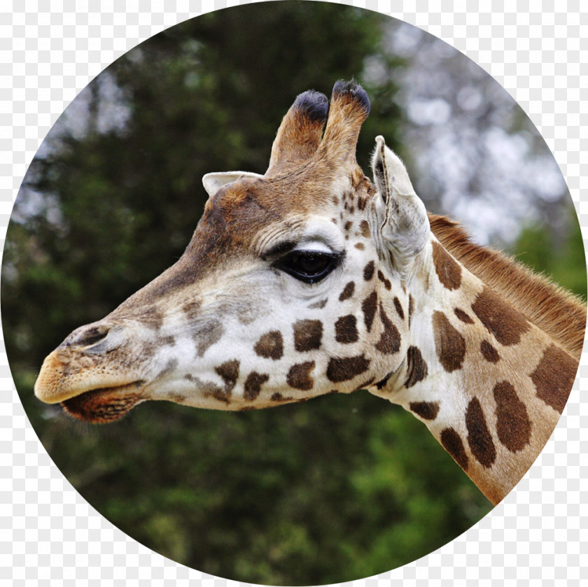 Giraffe Reticulated Lee Richardson Zoo Ruminant Camelopardalis Rothschild's PNG