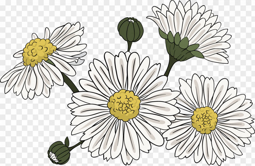 Hand-painted Chrysanthemum Common Daisy Indicum Clip Art PNG