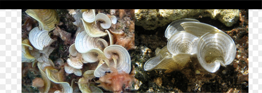 Mangrove Rhizopora Padina Algae Seashell PNG