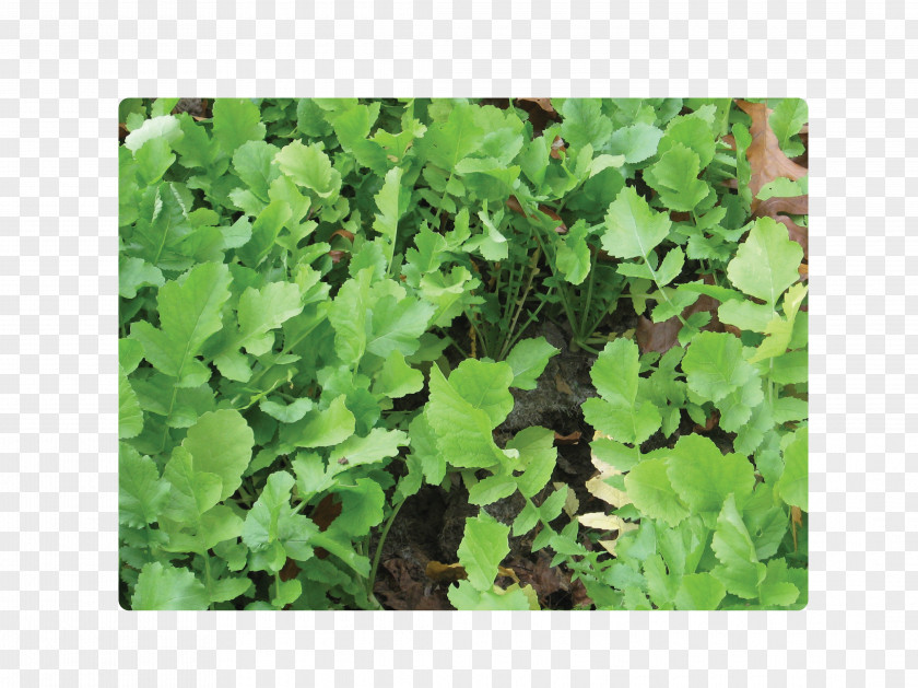 SOIL Leaf Vegetable Herb Spring Greens Annual Plant PNG