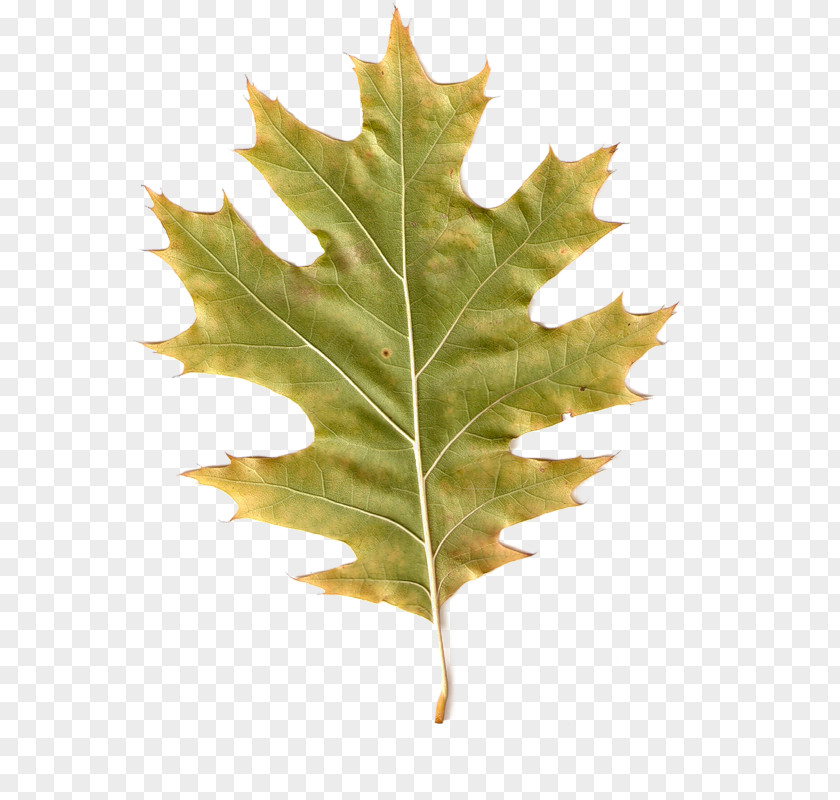 Autumn Leaves Maple Leaf PhotoScape Clip Art PNG