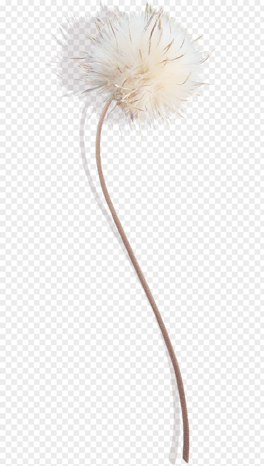 Dandelion Download PNG