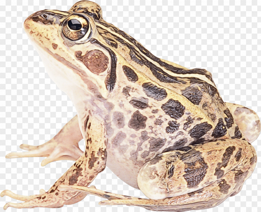 True Frog American Bullfrog Toad Salamander PNG
