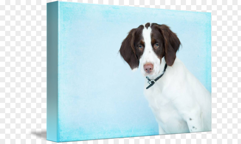 Drentse Patrijshond English Springer Spaniel Welsh Dog Breed Drenthe PNG