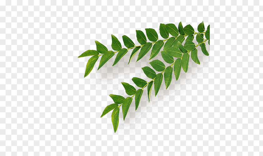 Leaf Neem Tree Herb PNG