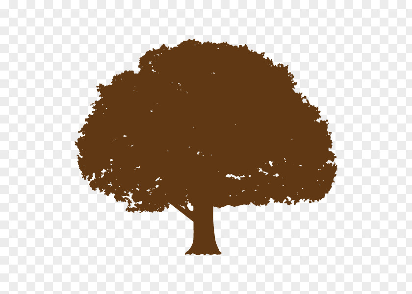 Moreton Bay Fig Tree Root Diagram Oak PNG