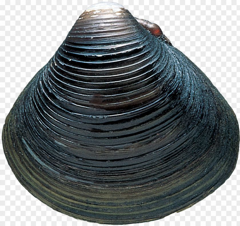 Seashells Cockle Seashell Clam Veneroida PNG